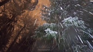 Natural snowfall in the forest, Finland! Forbidden music Dean Martin: Let it Snow! Modified