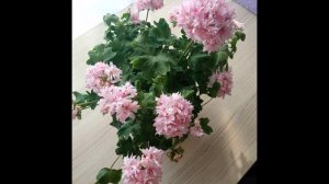 Николай Погодаев - Лето-осень