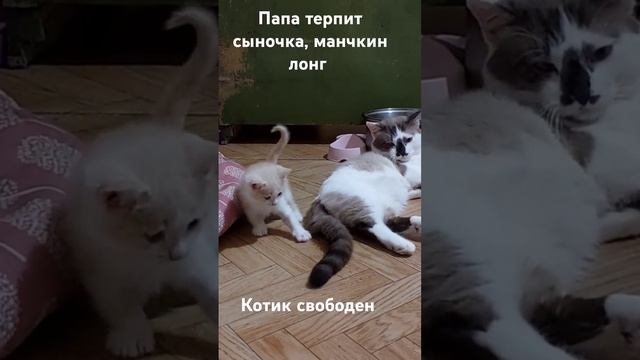 #cat #манчкин #продажакотят #породистыекотята #munchkin #animalpets