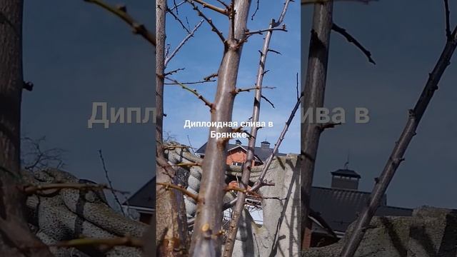 31 марта 2024 г.