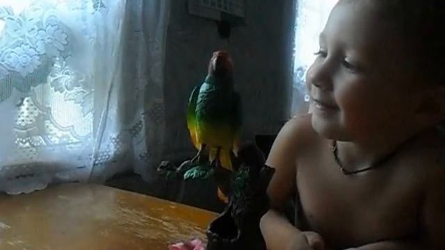 говорящий попугай