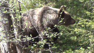 Встреча с медведем Рыбалка в Тайге Рудиковка 2016 Выживание Медведь на Рыбалке  Сибирь,Тайга, Поход