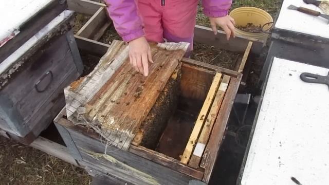 Весенние работы на пасеке. Сокращение гнезд.(01.04.2023)