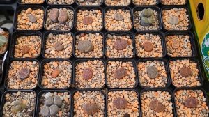 Выставка кактусов в Краснодаре 19.09.2021. Обзор суккулентов