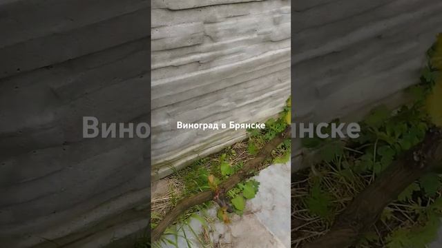 виноград Маркет в намоленном месте