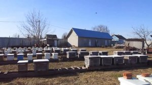 Выставляем пчел из зимовника. 2020 год.