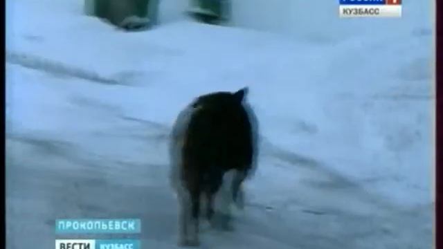 Полицейский спас ребенка от стаи собак смотреть онлайн