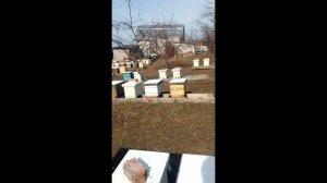 Весна на Кавказе (20.02.2021)