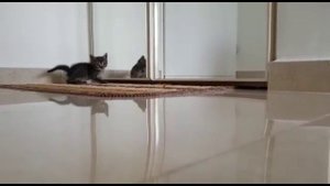 Мурзик в первый раз увидел себя в зеркале