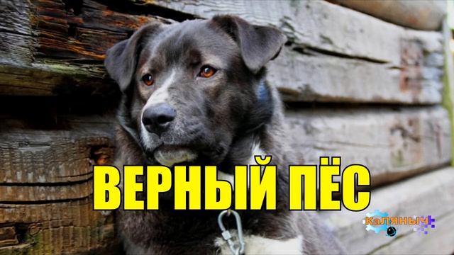 0913 - ВЕРНАЯ СОБАКА И ХОЗЯИН _ ТРОГАТЕЛЬНАЯ ИСТОРИЯ ДО СЛЁЗ смотреть онлайн