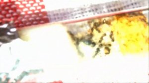 Strongylognathus testaceus - Sierpnica płowa