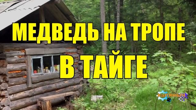 0954 - МЕДВЕЖЬЯ ТРОПА _ ТАЙГА смотреть онлайн