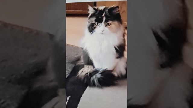 Автор.Виктория Миронюк. Грустная кошка. смотреть онлайн