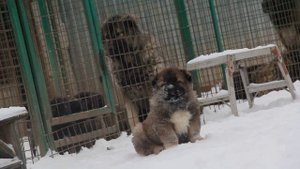 щенок кавказской овчарки  мальчик 2.5 мес