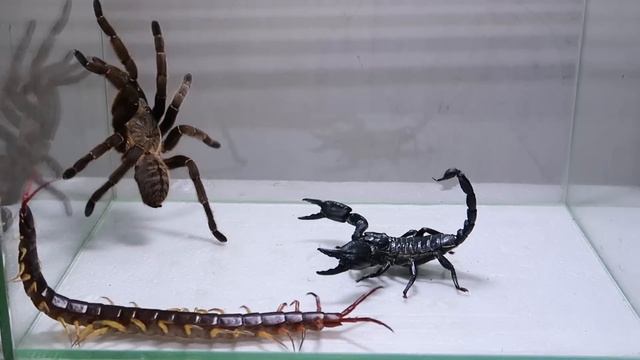 Poison Scorpion Tarantula Centipede