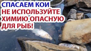 Спасаем КОИ.  НЕ ИСПОЛЬЗУЙТЕ ХИМИЮ ОПАСНУЮ ДЛЯ РЫБ!