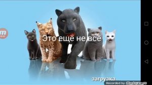 ЖУТКАЯ ТЕОРИЯ В CAT SIMULATOR 2015 2 ЧАСТЬ | ТЕОРИЯ
