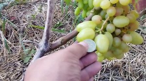 Виноград карту ся Каховская в Брянске