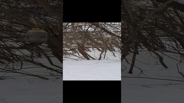 Снежку подвалило.