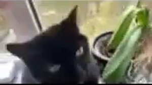 кот разбил вазу .avi