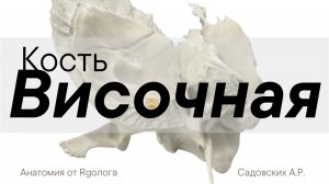 Височная кость