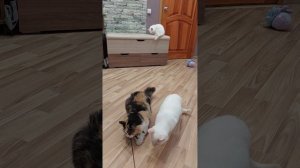 Котята породы манчкин.