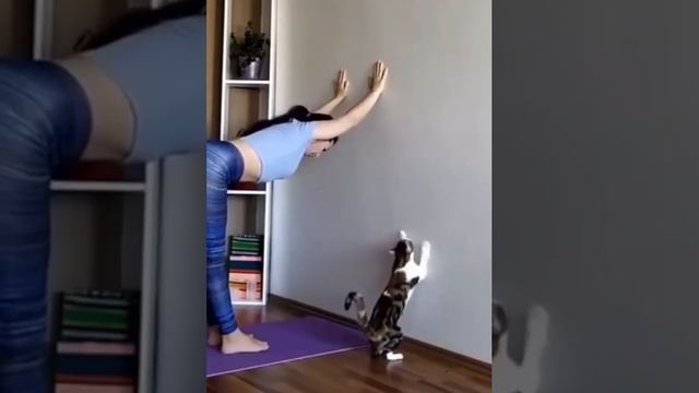 кошки