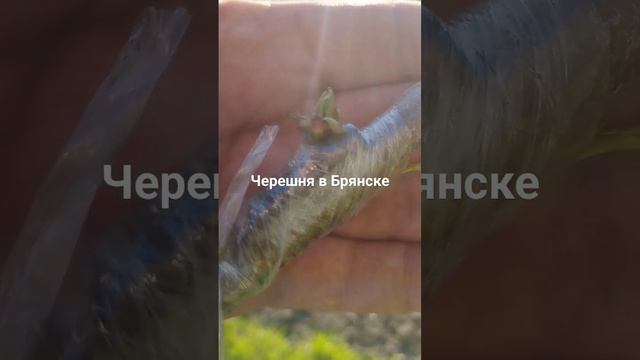 Апрельская окулировка черешни почкой , результат .