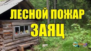 0876 - КАК ДЕД ВЫБРАЛСЯ ИЗ ЛЕСНОГО ПОЖАРА _ ЗАЯЦ И ДЕД _ ЖИЗНЬ В ТАЙГЕ