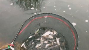 ❗❗❗ПОДГОТОВКА К ЗИМНЕМУ ЖЕРЛИЧНОМУ СЕЗОНУ, ЗАПУСКАЕМ СОРНУЮ РЫБУ В БИОПЛАТО ДЛЯ СОХРАНЕНИЯ👍