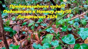 Предновогоднее чудо!!!  Подснежник!!! Лазаревское 2024. 🌴ЛАЗАРЕВСКОЕ СЕГОДНЯ🌴СОЧИ.