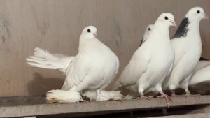 Голуби Владимира из Ивантеевки