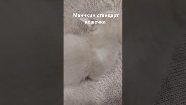#манчкин #продажакотят #породистыекотята #купить #купитькотёнкаизпитомника