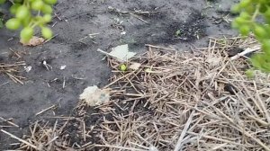 Виноград Ливия нормировка гроздями .