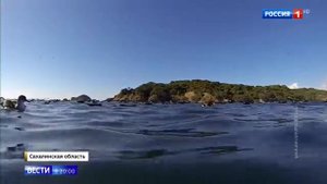 Буревестники приземлились на палубе корабля в Сахалине