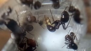 Муравьи messor barbarus.Всё что нужно знать новичку.