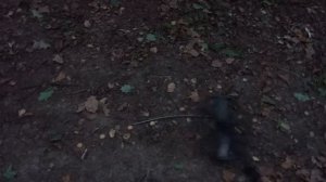 Ответ "тесту" Minelab Equinox