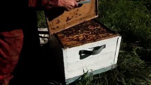 Пчеловодство, осенние работы на пасеке.