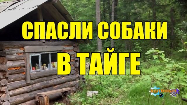 0953 - СОБАКИ РАЦИЯ СПАСЛИ ЧЕЛОВЕКА _ ВЫЖИВАНИЕ _ ЖИЗНЬ В ТАЙГЕ смотреть онлайн