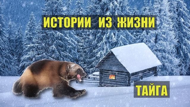 0564 РОСОМАХА СУДЬБА в ТАЙГЕ ИСТОРИИ из ЖИЗНИ РАССКАЗ ЖИВОТНЫЕ ОХОТНИК ОТШЕЛЬНИК в ЛЕСУ ВЫЖИВАНИЕ СЕ