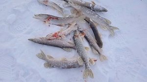 Сезон жидкой воды открыт