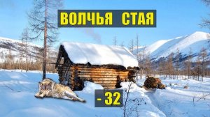 СТАРОВЕРЫ и ВОЛКИ ТАЙГА ОДИНОКИЙ ВОЛК ОТШЕЛЬНИК СУДЬБА ОХОТА ВОЛЧЬЯ СТАЯ ДОМ в ЛЕСУ ИСТОРИИ из