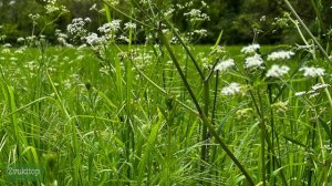 Звук шагов человека по высокой траве, шелест весенней травы