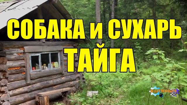 1000 - Жизнь в тайге _ Собака и Сухарь _ ТАЙГА смотреть онлайн