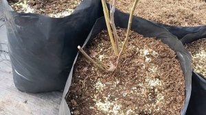 Пересадка и укоренение новых саженцев голубики