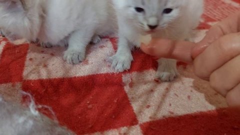 Котята невская маскарадная фенотип, продажа. #продажакотят #россия