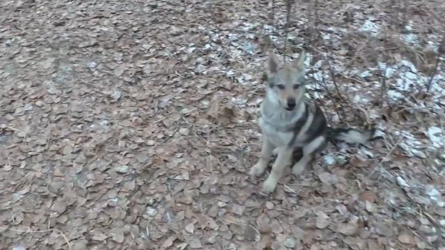 Кликер-дрессировка: Команда "Сидеть!" (часть 2)