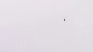 охота сокола 30.12.24