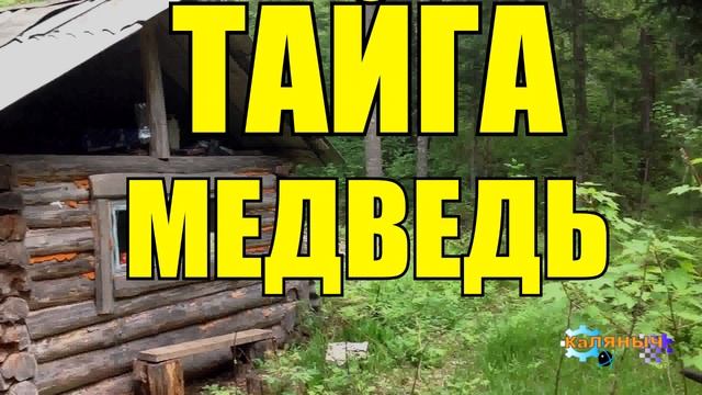 1048 - МЕДВЕДЬ ШАЛУН _ ТАЙГА смотреть онлайн