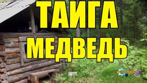 1048 - МЕДВЕДЬ ШАЛУН _ ТАЙГА